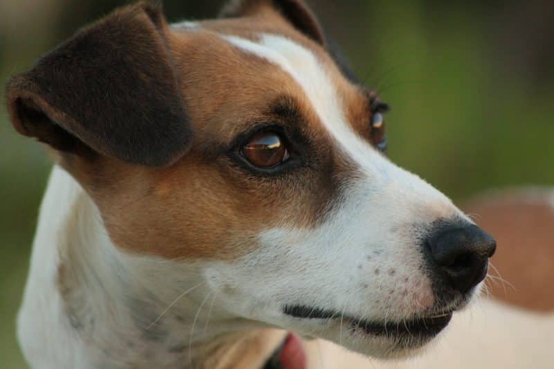 cabeza del parson russell terrier