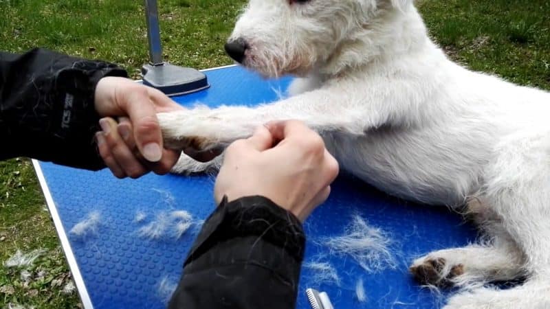 cuidados del parson russell terrier pelaje