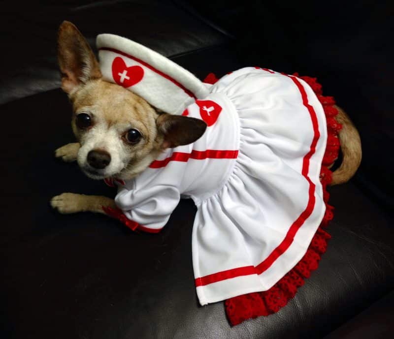 disfraz de enfermera para perros
