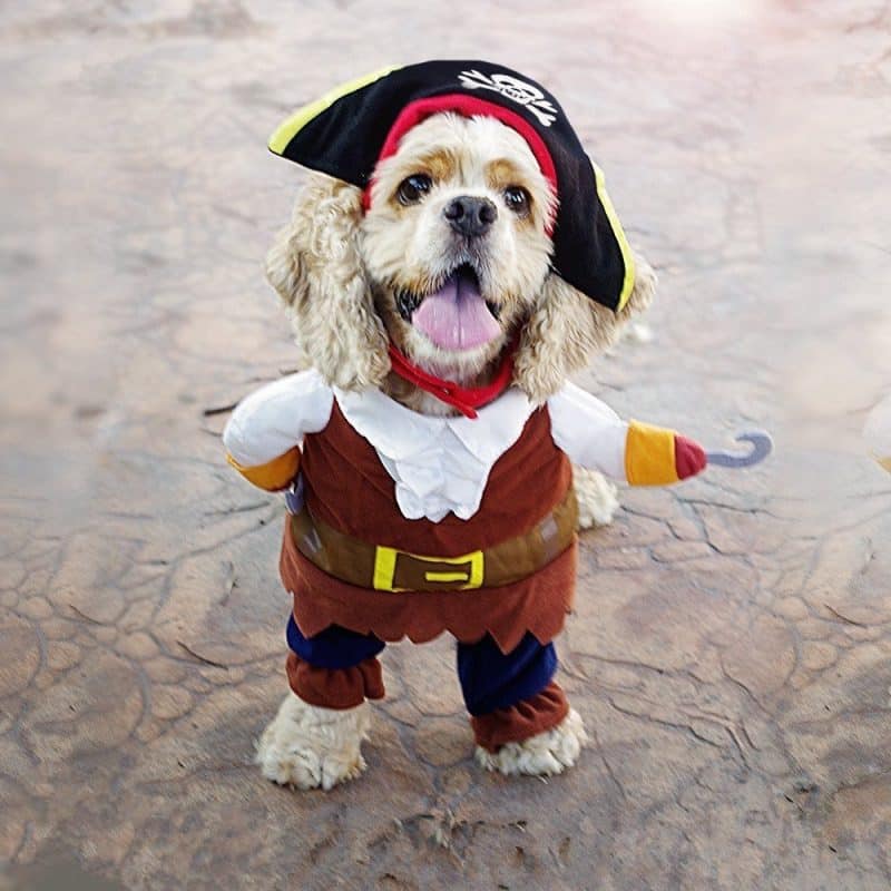 disfraz de pirata para perros