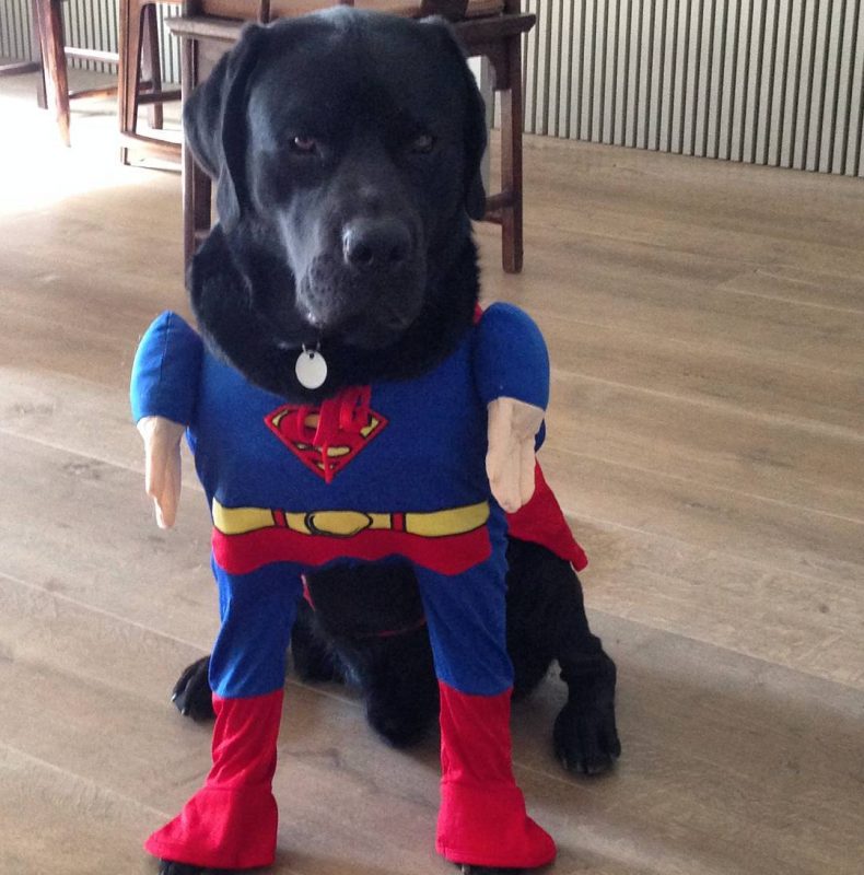disfraz de superman para perros