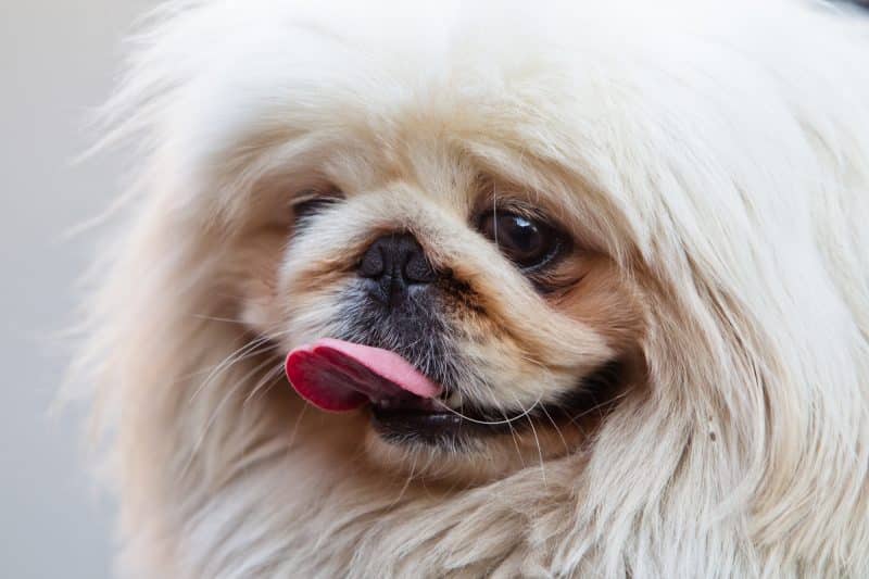 enfermedades respiratorias comunes en el perro pekinés