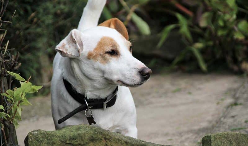 esperanza de vida del parson russell terrier