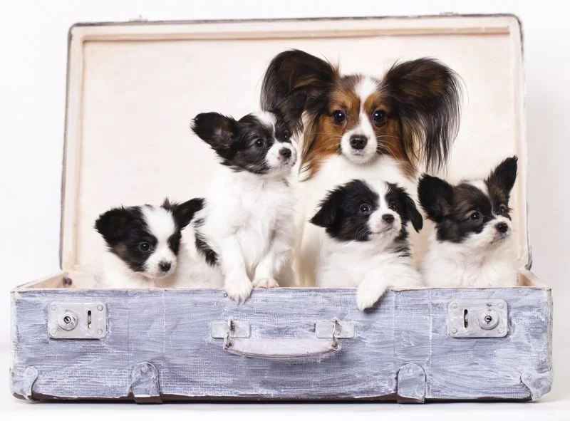 foto de cachorros de un perro papillon junto a su madre