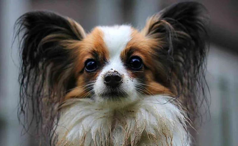 foto de un perro papillon despeinado