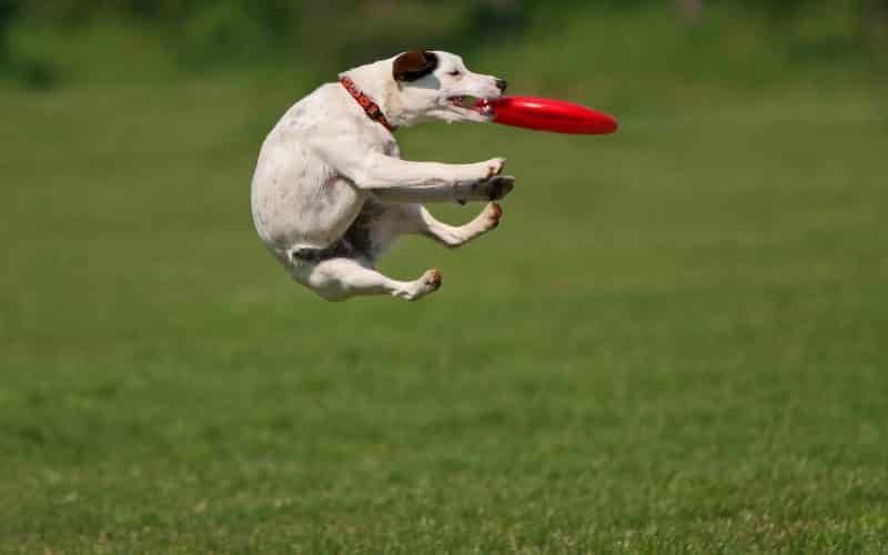 frisbees flotantes para perros