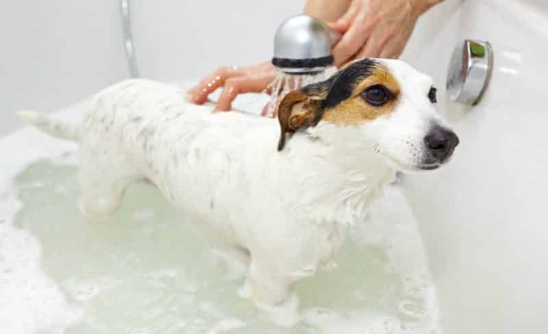 higiene del parson russell terrier
