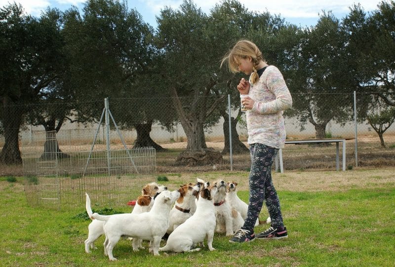 imagenes de perros parson russell terrier
