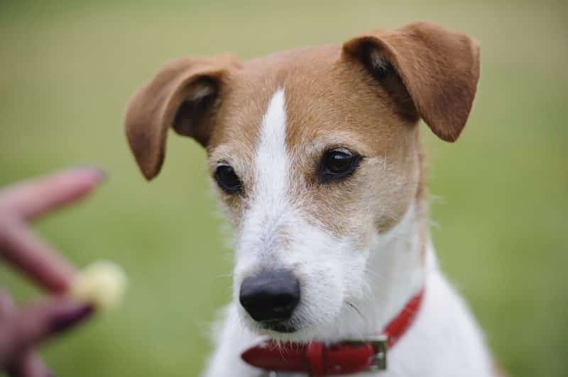 parson russell terrier cabeza