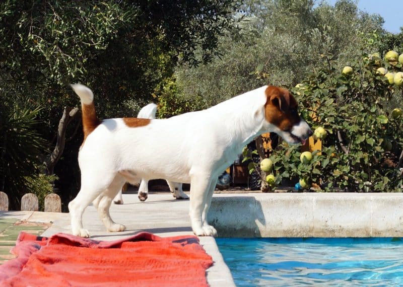 parson russell terrier junto a piscina