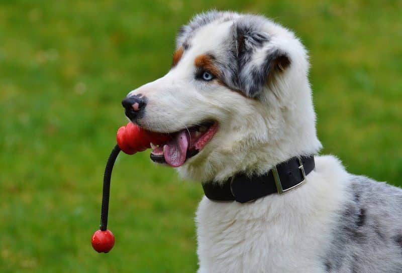 pelota con cuerdas para perros
