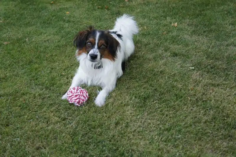 perro papillon o continental toy spaniel