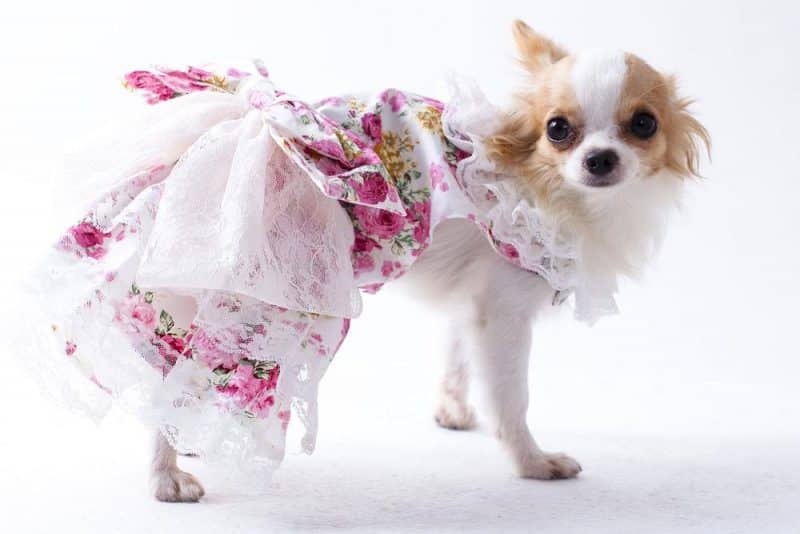 vestido de boda ropa de primavera para mascotas WENGE Vestido de verano para perro o mascota ropa para cachorros ropa para perros pequeños chihuahua falda rosa S