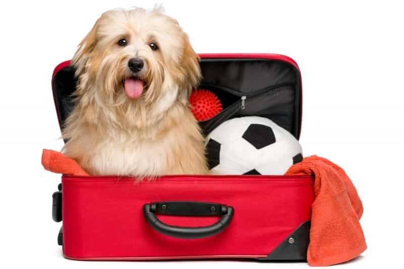 viajar con perros