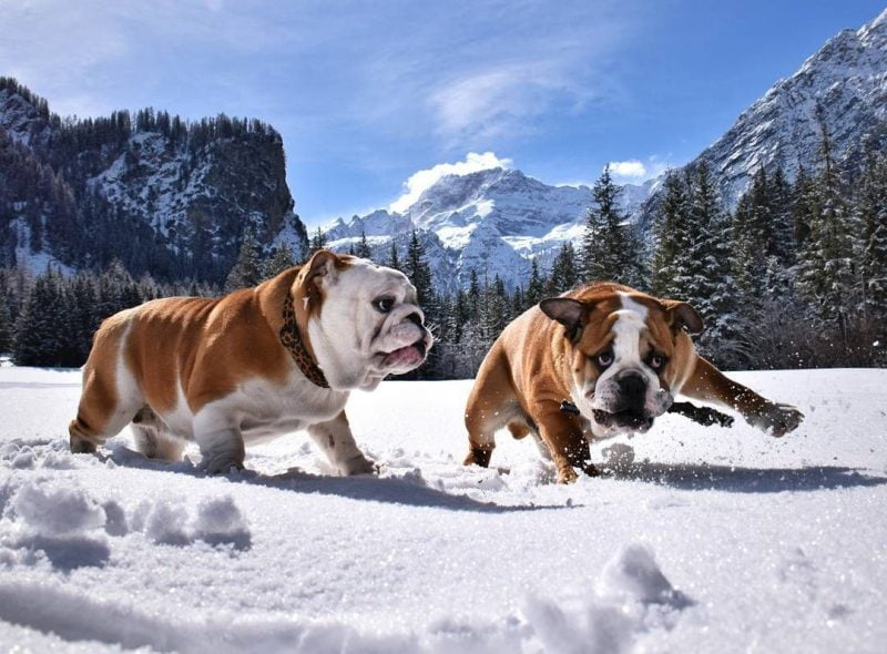 bulldog inglés jugando en la nieve