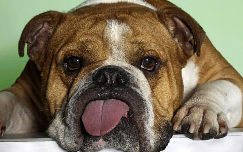 bulldog inglés sacando la lengua