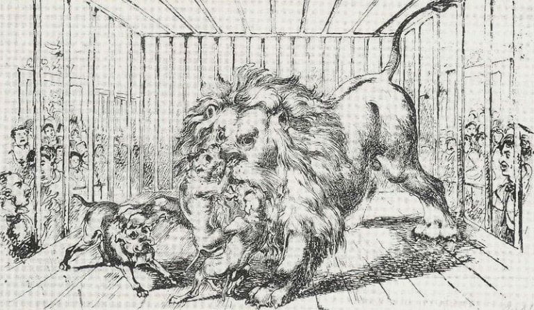 ilustración en que se ve un grupo de bulldogs peleando contra un león