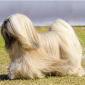 razas de perros pequeños de pelo largo lhasa apso