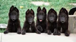 5 cachorros pastor belga apoyados en sus cuartos traseros 5 cachorros pastor belga apoyados en sus cuartos traseros