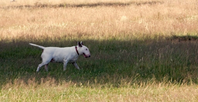 bull terrier caminando en una pradera