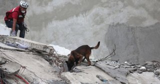 pastor belga en labores de rescate en un edificio colapsado pastor belga en labores de rescate en un edificio colapsado