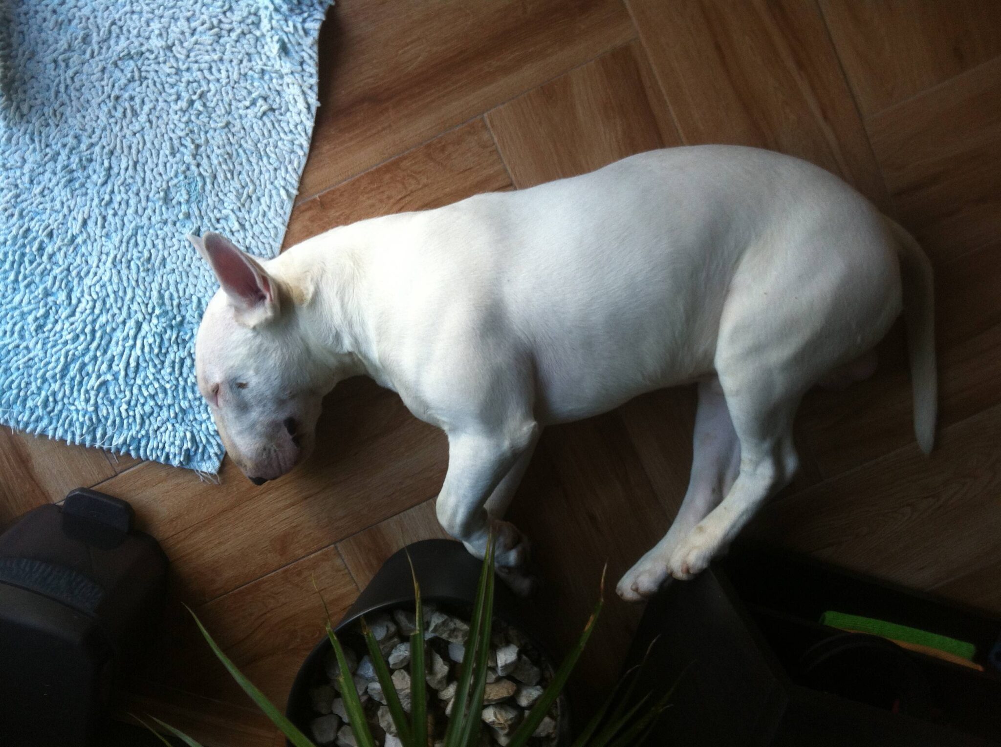 bull terrier durmiendo sobre piso de madera