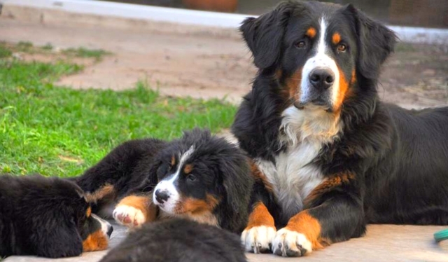 Foto de un boyero de berna y sus cachorros