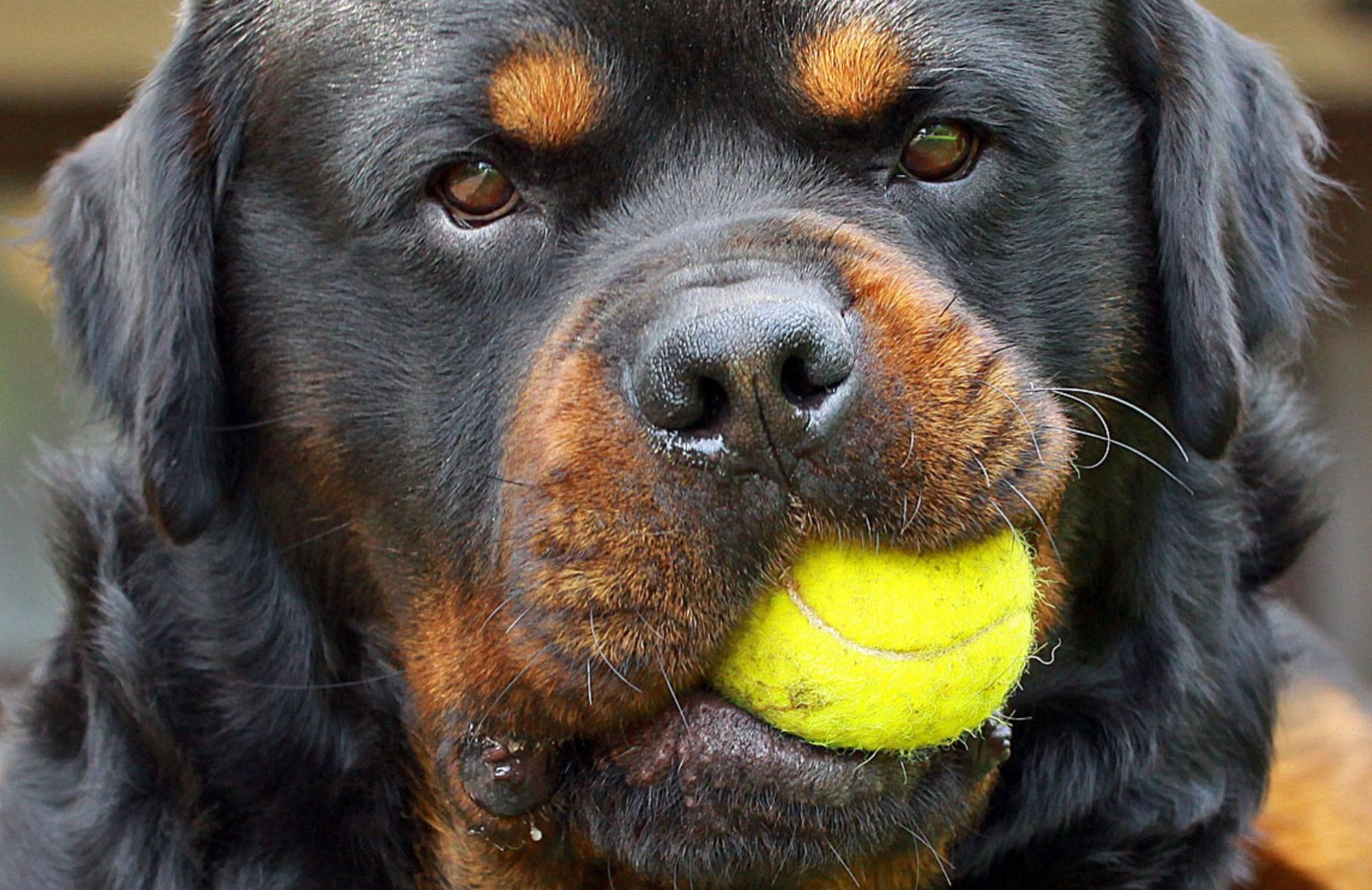 rottweiler mordiendo una pelota de tenis