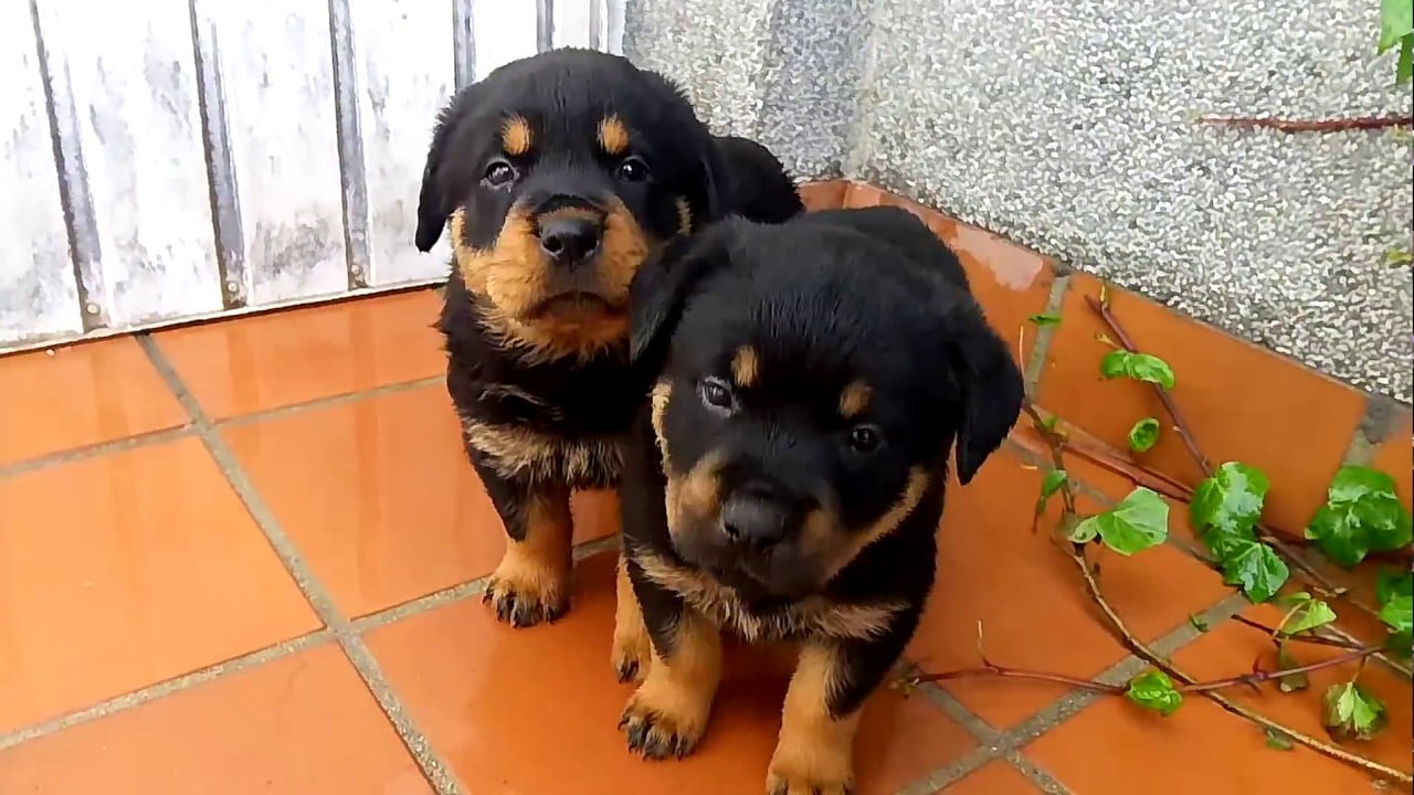 2 cachorros rottweiler en un patio