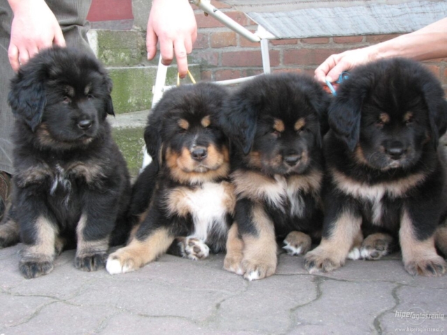 4 cachorros de pocas semanas de raza mastín tibetano
