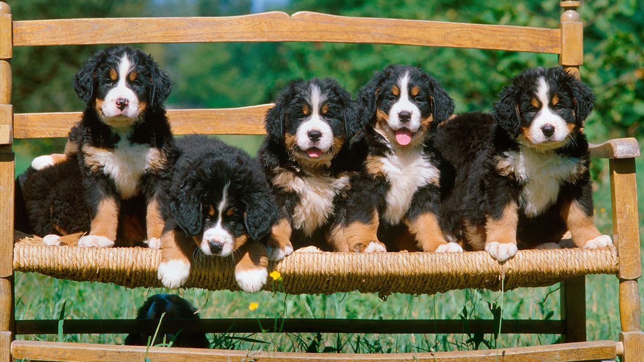 Foto de 5 cachorros de boyero de berna