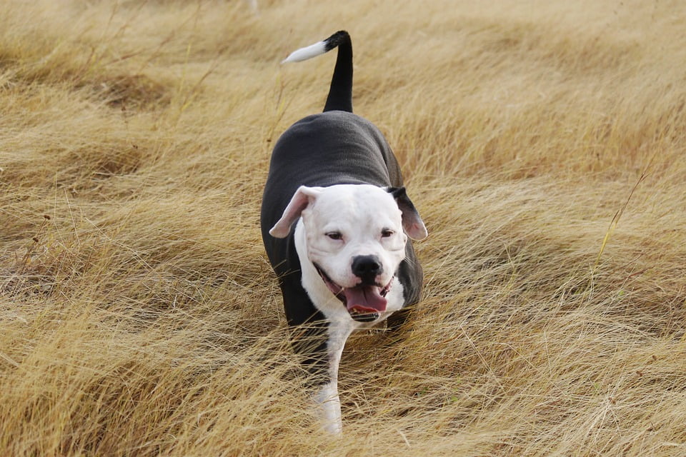 pitbull trotando en pradera en un día venteado