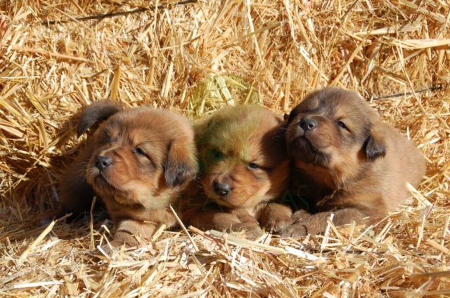 3 cachorros mastín tibetano de pocas semanas de vida