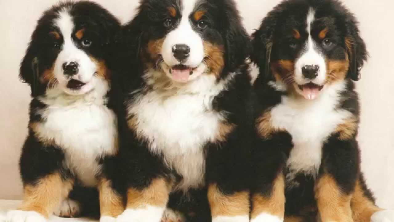 Foto de 3 cachorros boyero de berna