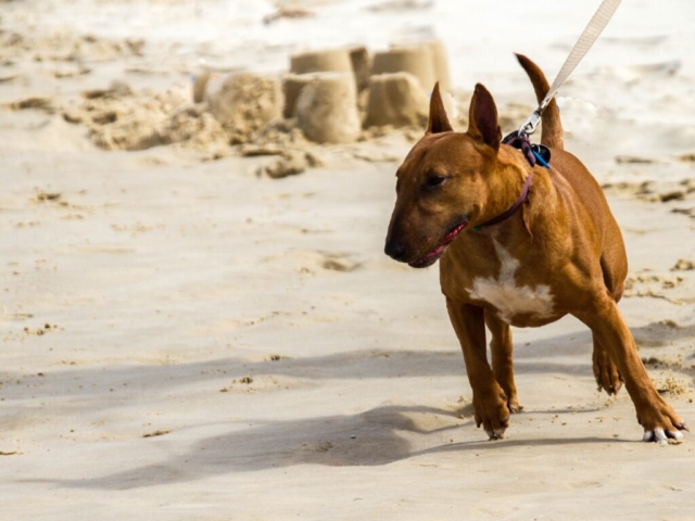 bull terrier corriendo en la playa