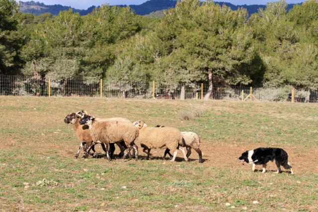 pastor belga arriando ovejas