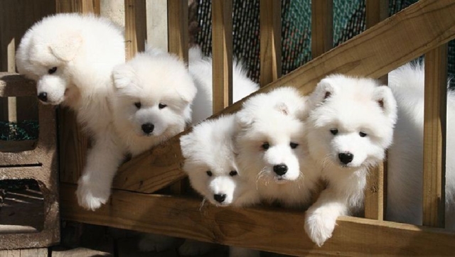 5 cachorros samoyedo tras un cerco de madera