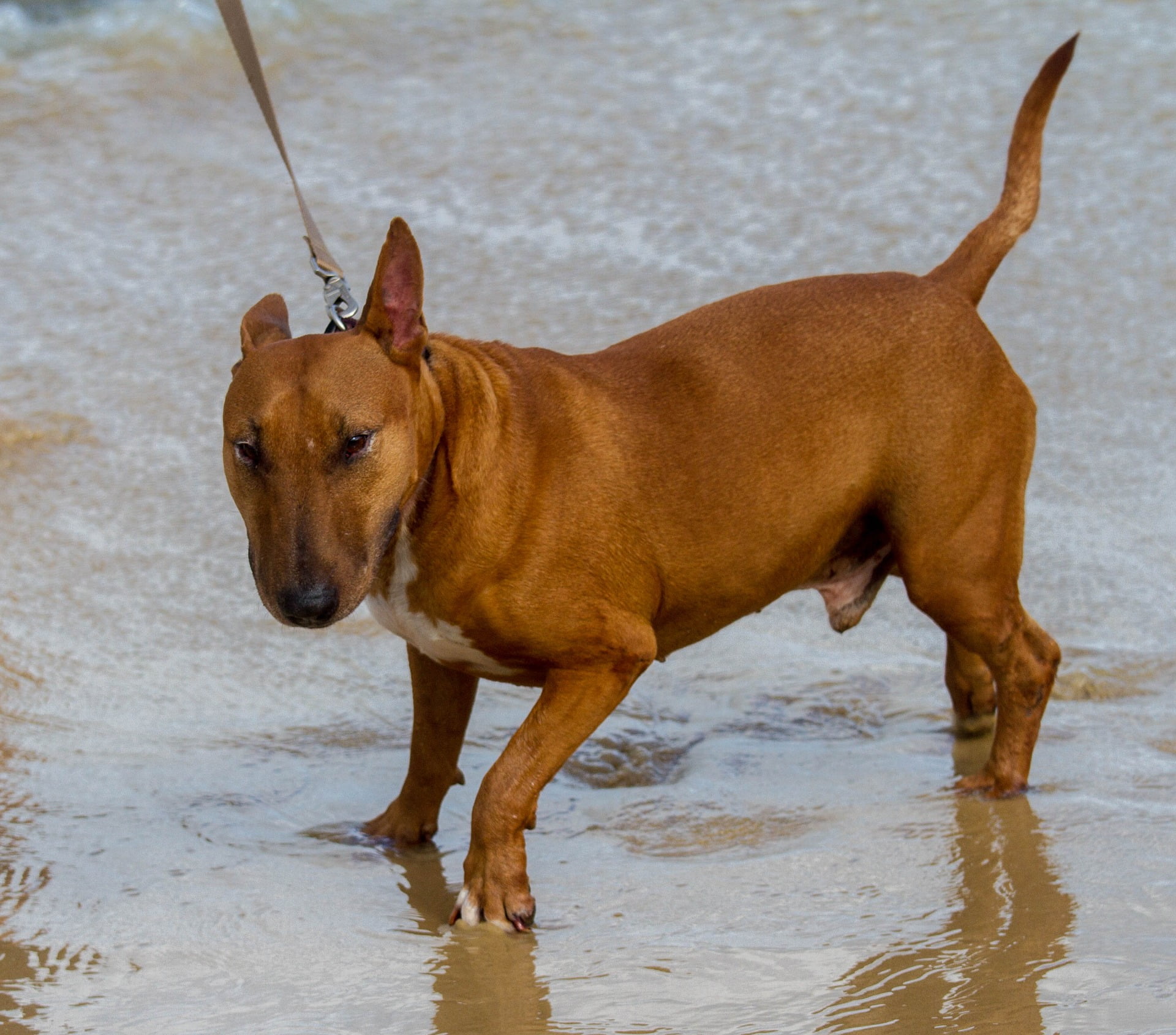 bull terrier con patas en el agua en la playa