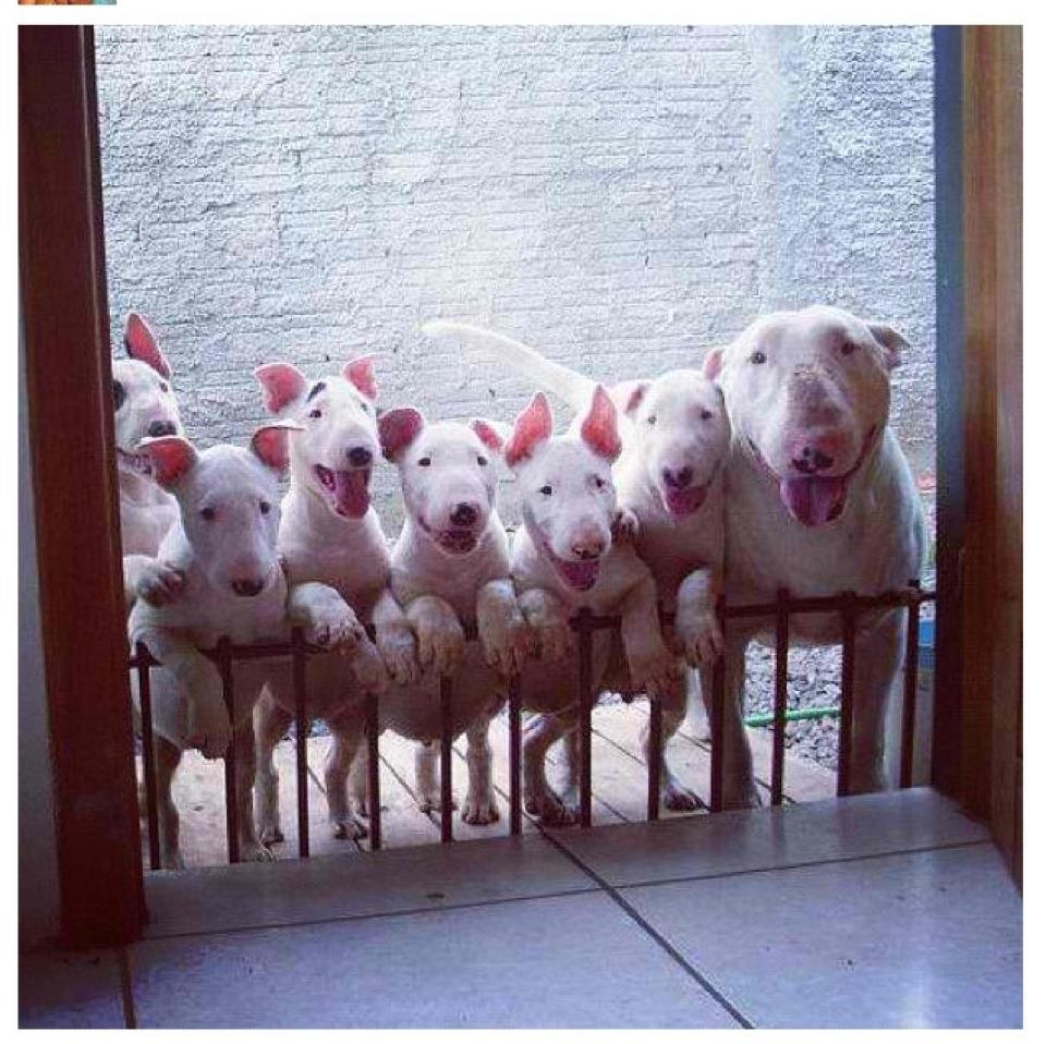 bull terrier y 6 cachorros esperando ansiosos en el portal de una casa