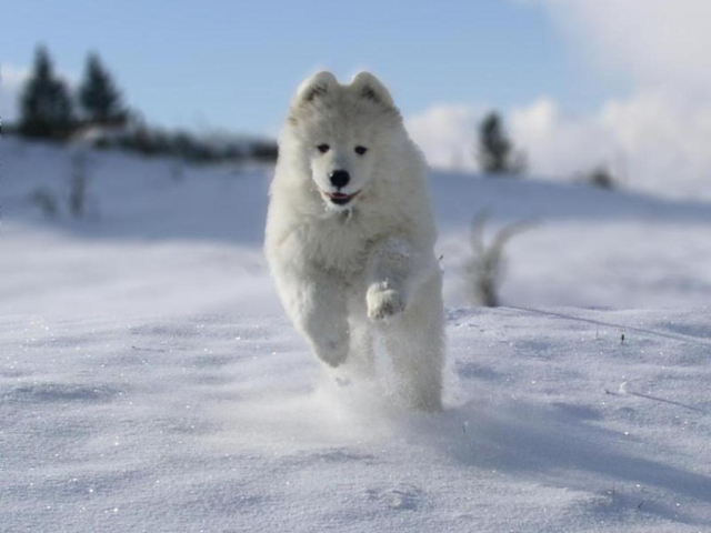 samoyedo corriendo en la nieve