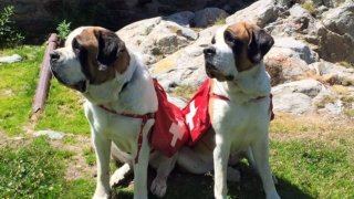 2 san bernardo en una montaña