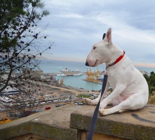 bull terrier observando el paisaje costero desde el balaustro de una escalera rustica de concreto