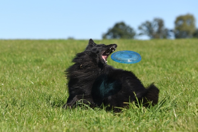 pastor belga jungando con un frisbee