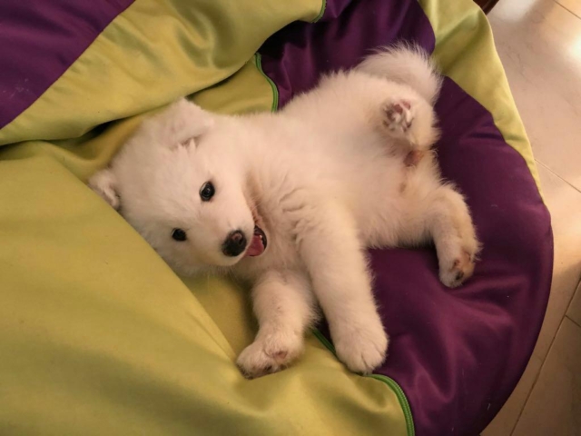 cachorro samoyedo de pocas semanas jugando en su cama