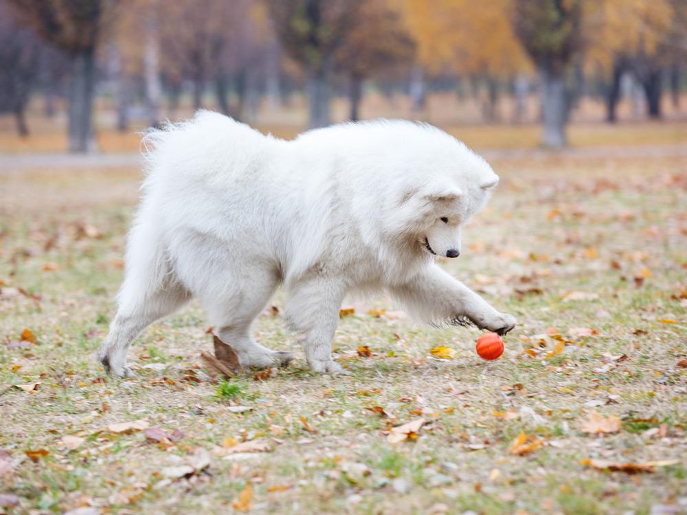 samoyedo jugando en el parque con una pelota