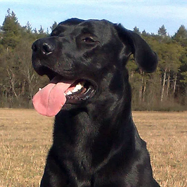 ca de bestiar perro de pastor mallorquin