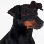 Manchester Terrier