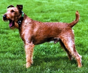 Irish Terrier (Terrier Irlandés)