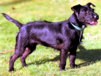 Patterdale Terrier (Fell terrier Negro)