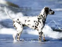 Dálmata